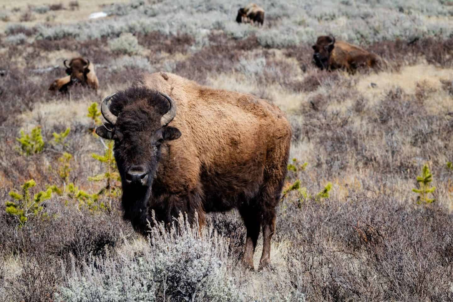 jackson hole to yellowstone