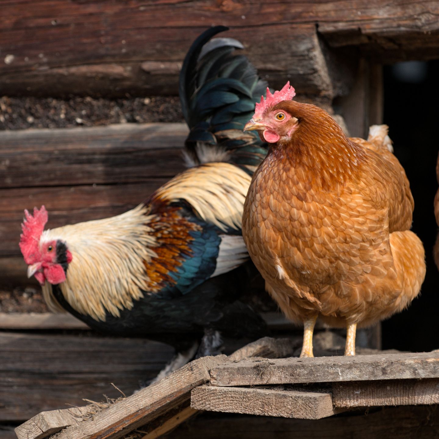 every cabin home needs a chicken coop